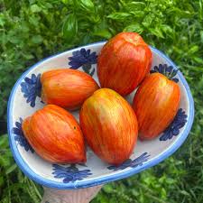 TOMATOES ROMAN