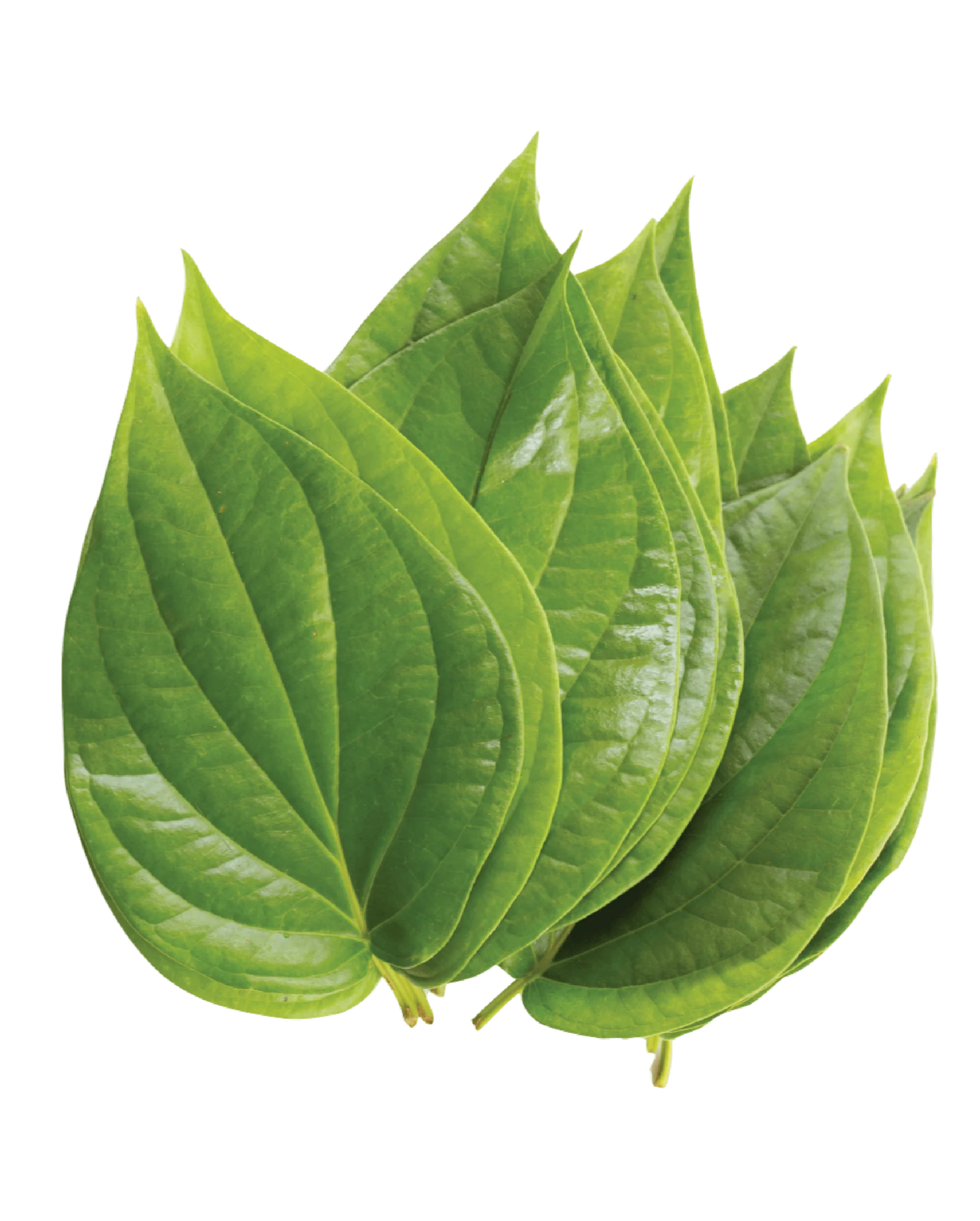 Betel Leaves 10PC