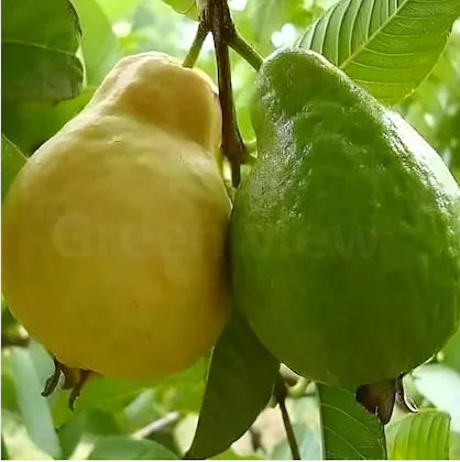 GUAVA CHINESE (Ontario Food)