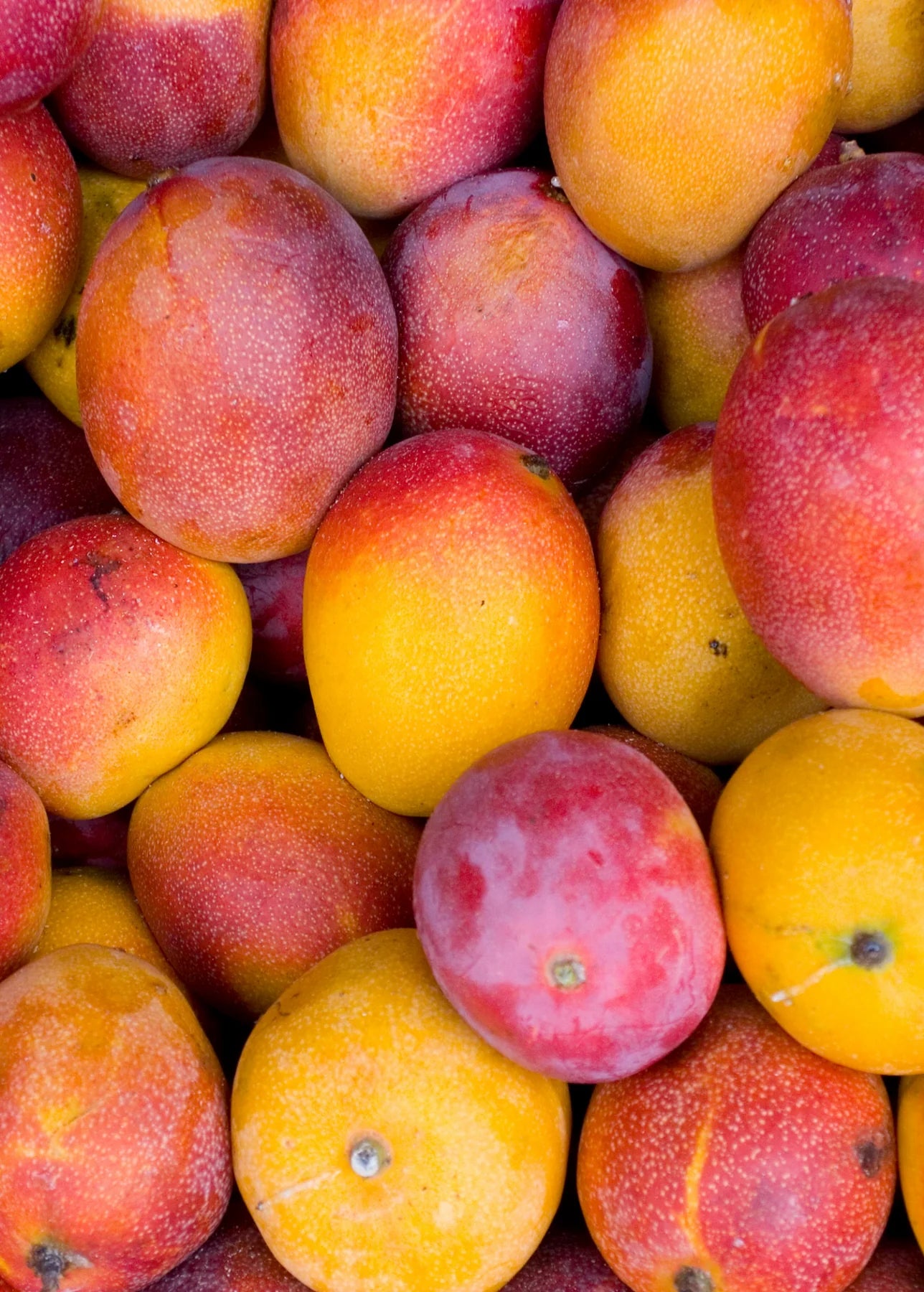 MANGO HADEN (Ontario Food)