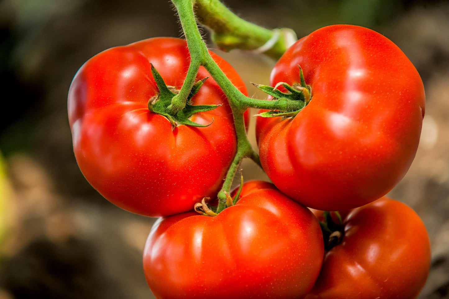 TOMATO FIELD (Ontario Food)