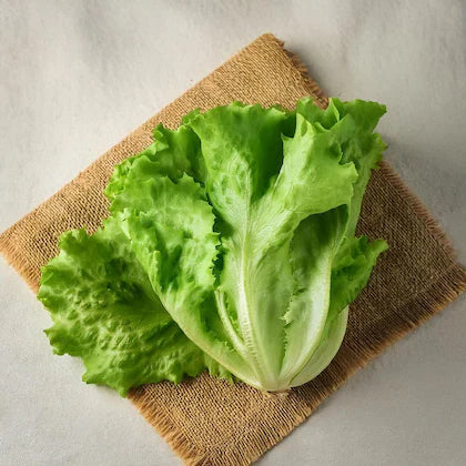 LETTUCE (Ontario Food)