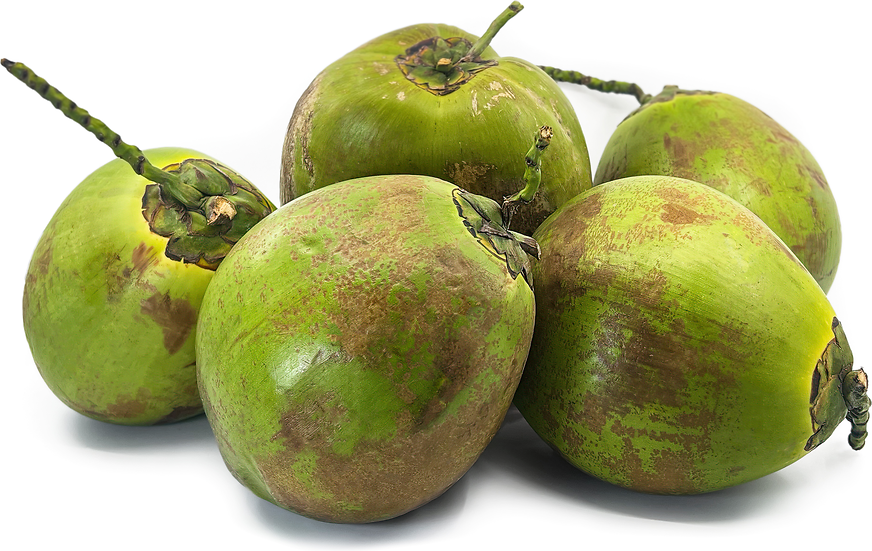 Green Coconut 10 ct