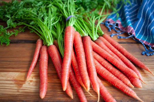 CARROT RED