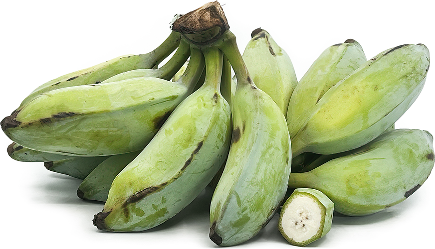 Ash Plantain