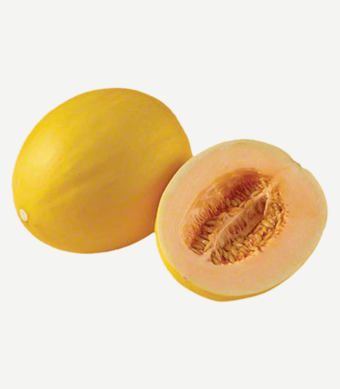 CANARY MELON