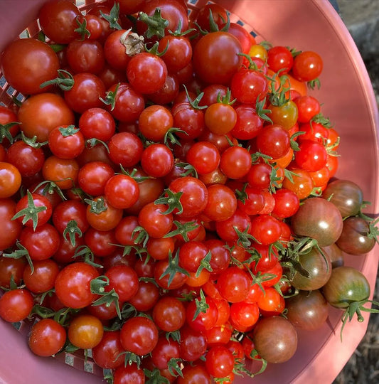 CHERRY TOMATO (Ontario Food)