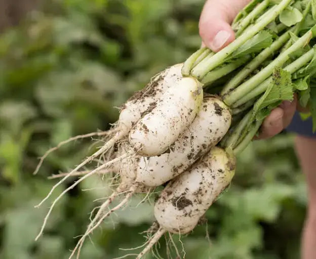 Diakon (Radish with leaves)