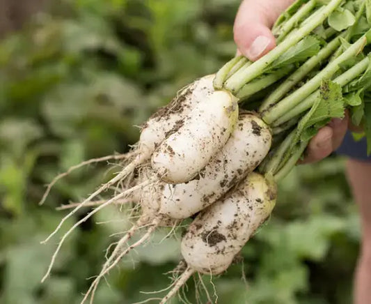 Diakon (Radish with leaves)