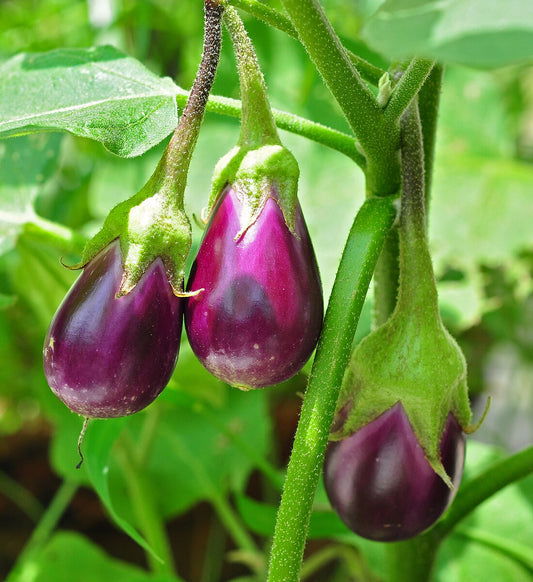 EGGPLANT FANCY