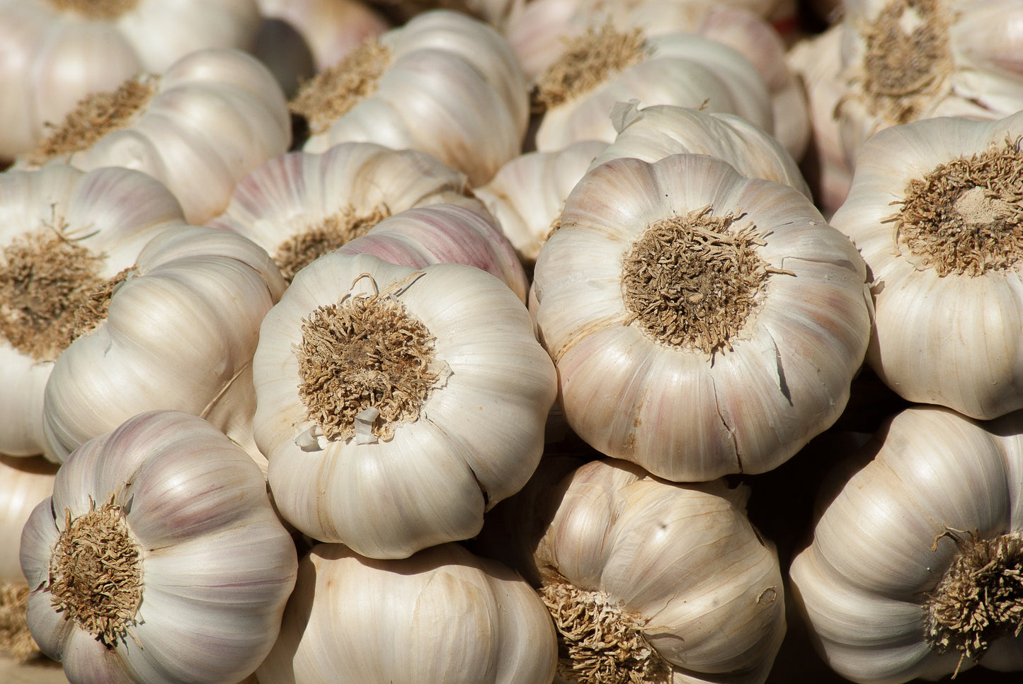 GARLIC (Ontario Food)