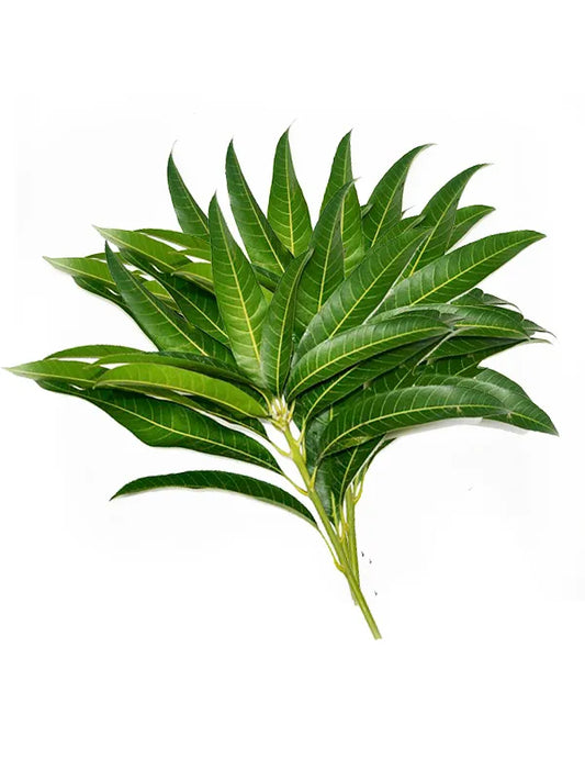 Mango Leaf