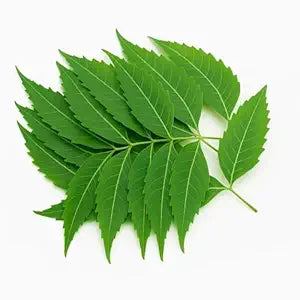 Neem Leaf