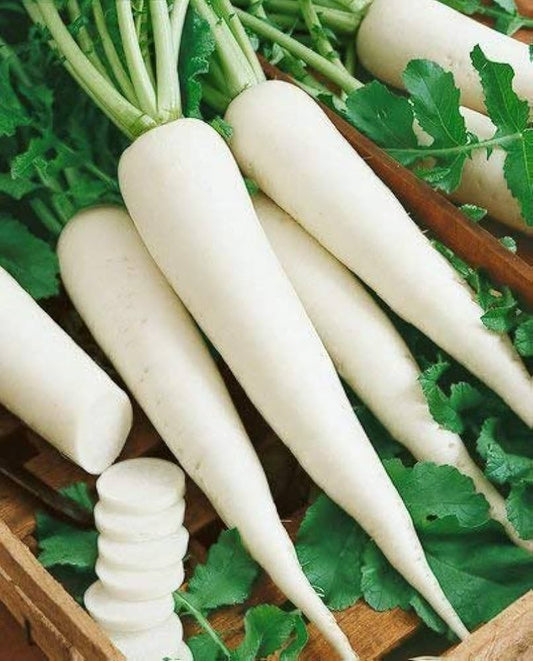 RADISH (Ontario Food)