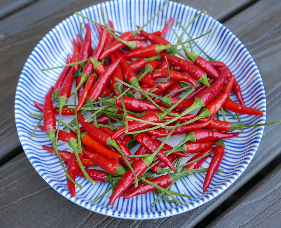 RED CHILLI (Ontario Food)