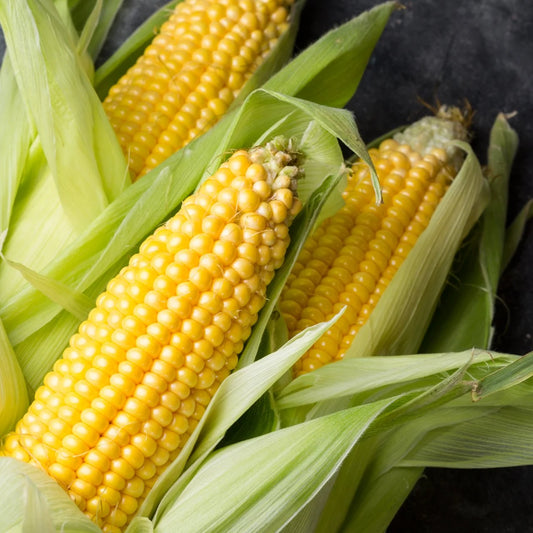 SWEET CORN (Ontario Food)