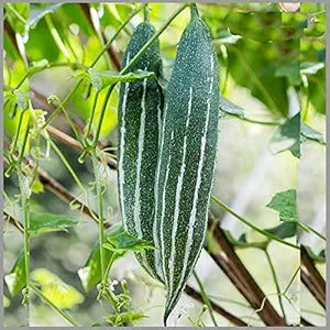 Snake Gourd
