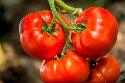 TOMATO FIELD (Ontario Food)