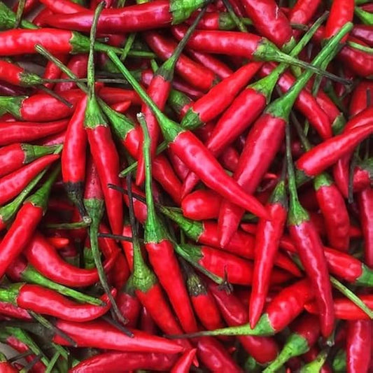 Thai Chilli - Red