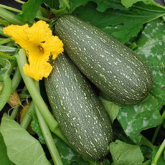 ZUCCINI GREY (Ontario Food)
