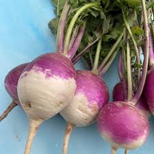 TURNIP (Ontario Food)